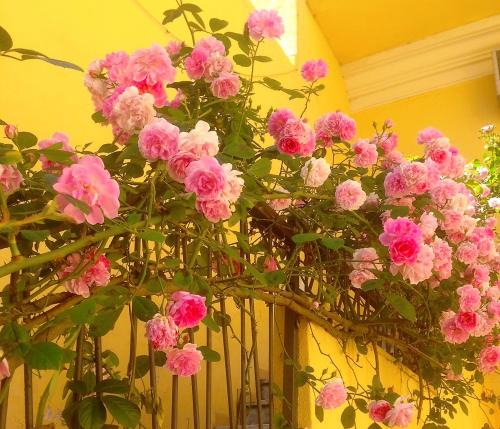 Nuoro Bed & Breakfast | B&B Maison Rosetta IUN-E4948