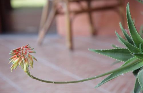 Oristano House | CuccuruAio' B&B 10 minuti da Torregrande