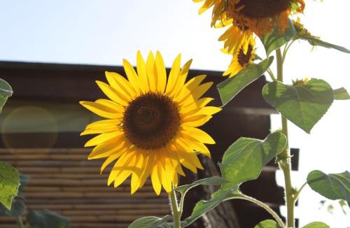 Fluminimaggiore House | Il Girasole Alloggio