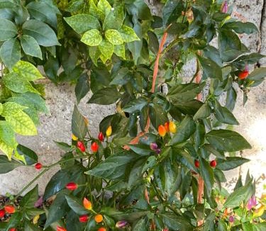 San Nicolo d'Arcidano Bed & Breakfast | L'INCOGNITA