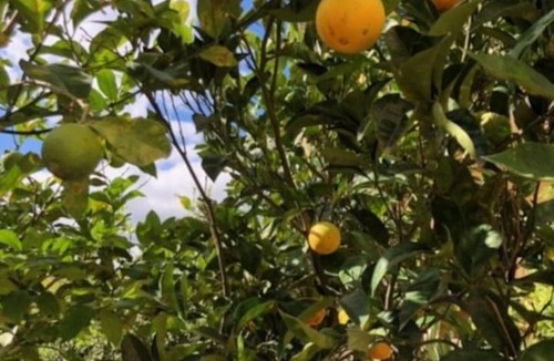 La Caletta Apartment | Under the Lemon Tree 500 metri dalla Spiaggia