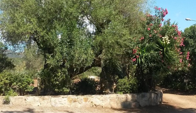 Cozy Home Nestled in the Olive Groves of Castiadas