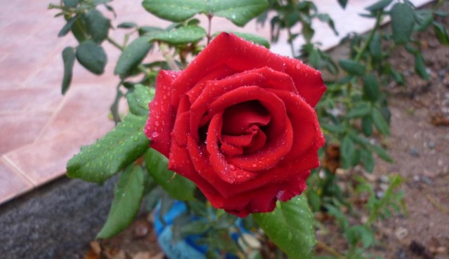 Portu Frailis