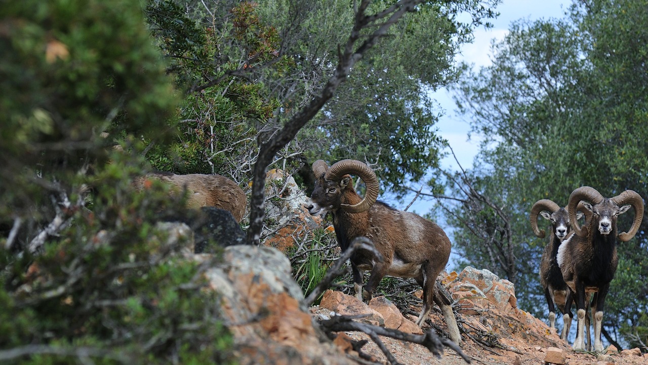Photo of Others in Arbatax