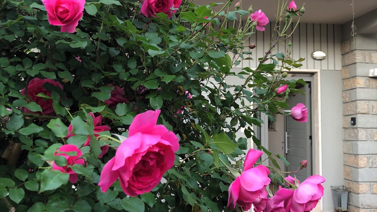 Photo of Outdoor in Olbia