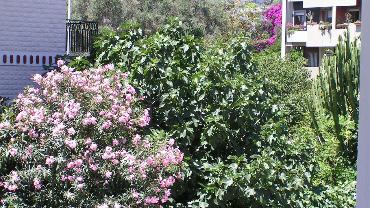 Photo of Patio Balcony in Province of Cagliari