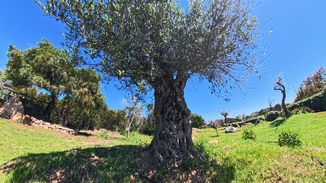 Photo of Outdoor in Stintino