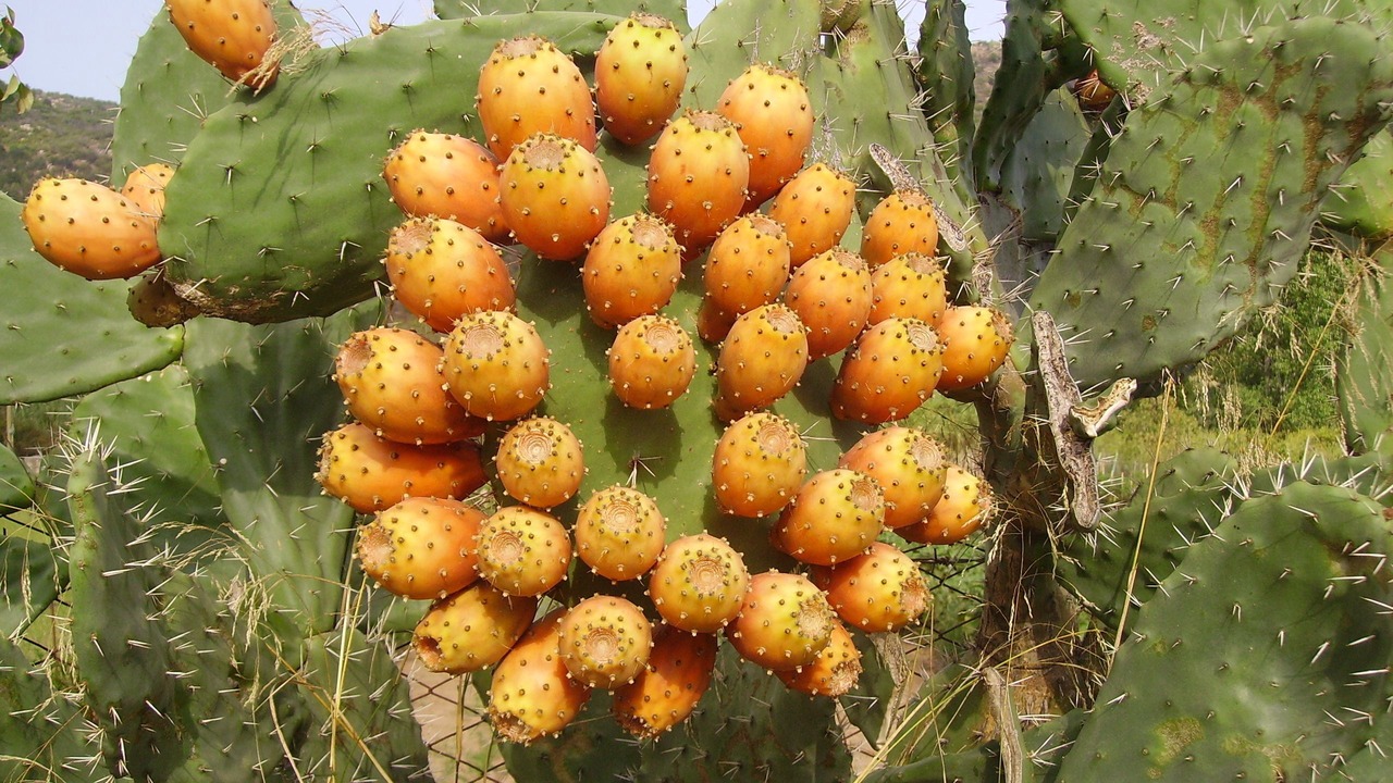 Photo of Others in Villagrande Strisaili