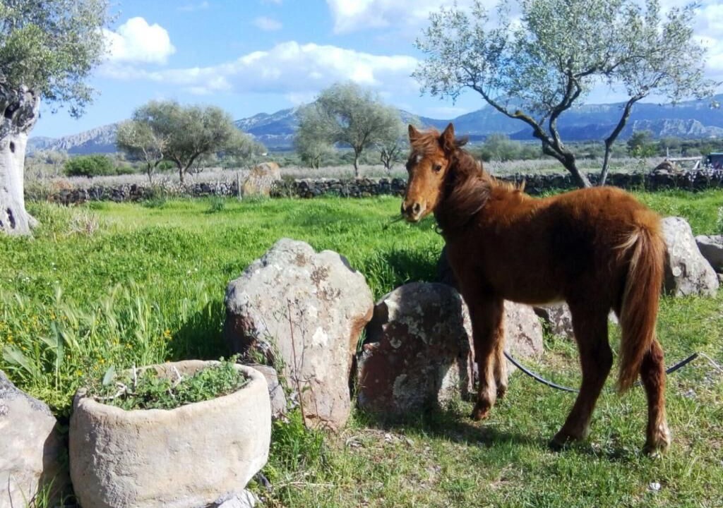 Photo of Others in Dorgali