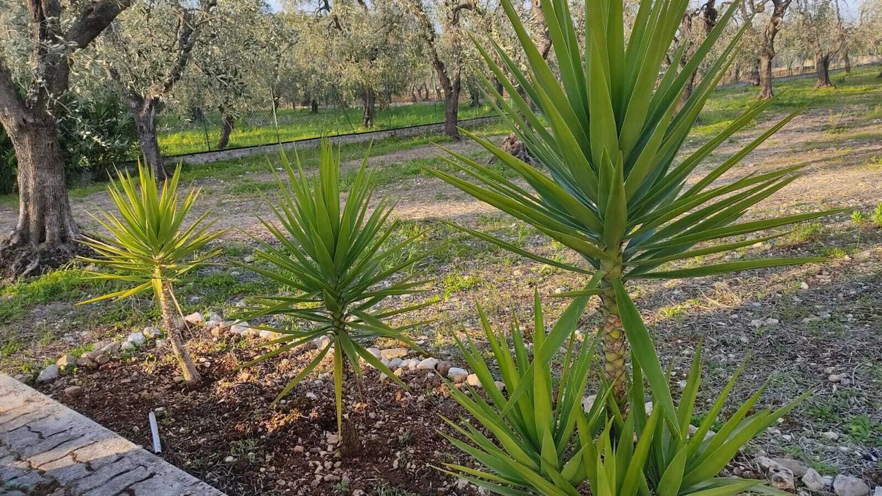 Photo of Outdoor in Montincello