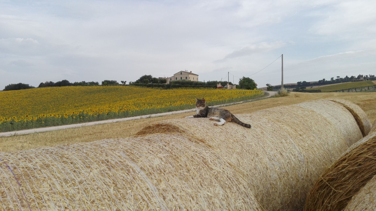 Photo of Others in Francavilla d'Ete