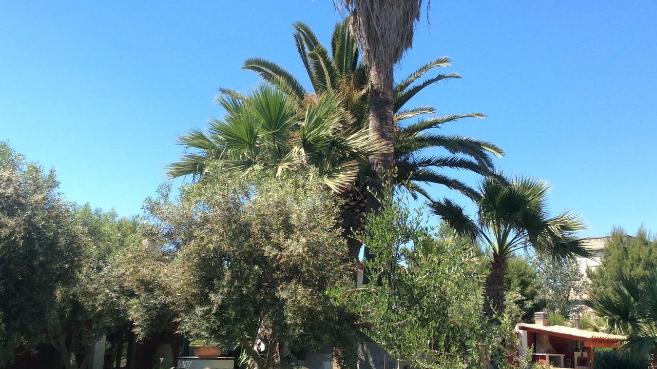 Photo of Outdoor in Cabras