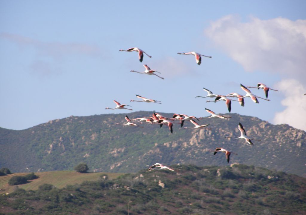 Photo of Others in Costa Rei