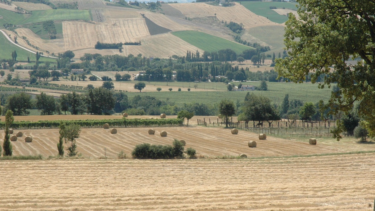 Photo of Others in San Lorenzo in Campo