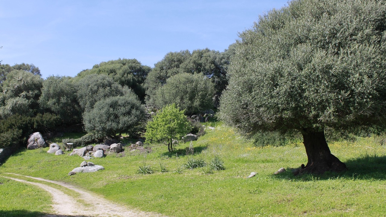 Photo of Outdoor in Luogosanto