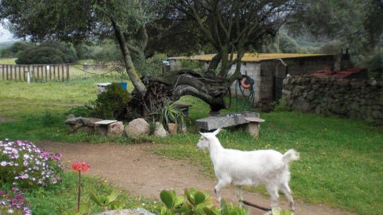 Photo of Others in Sa Castangia