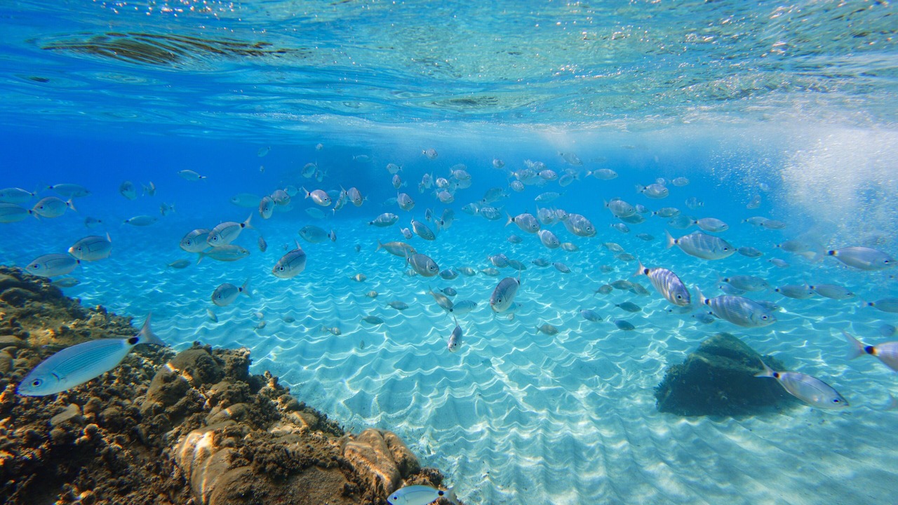 Photo of Others in Province of Cagliari