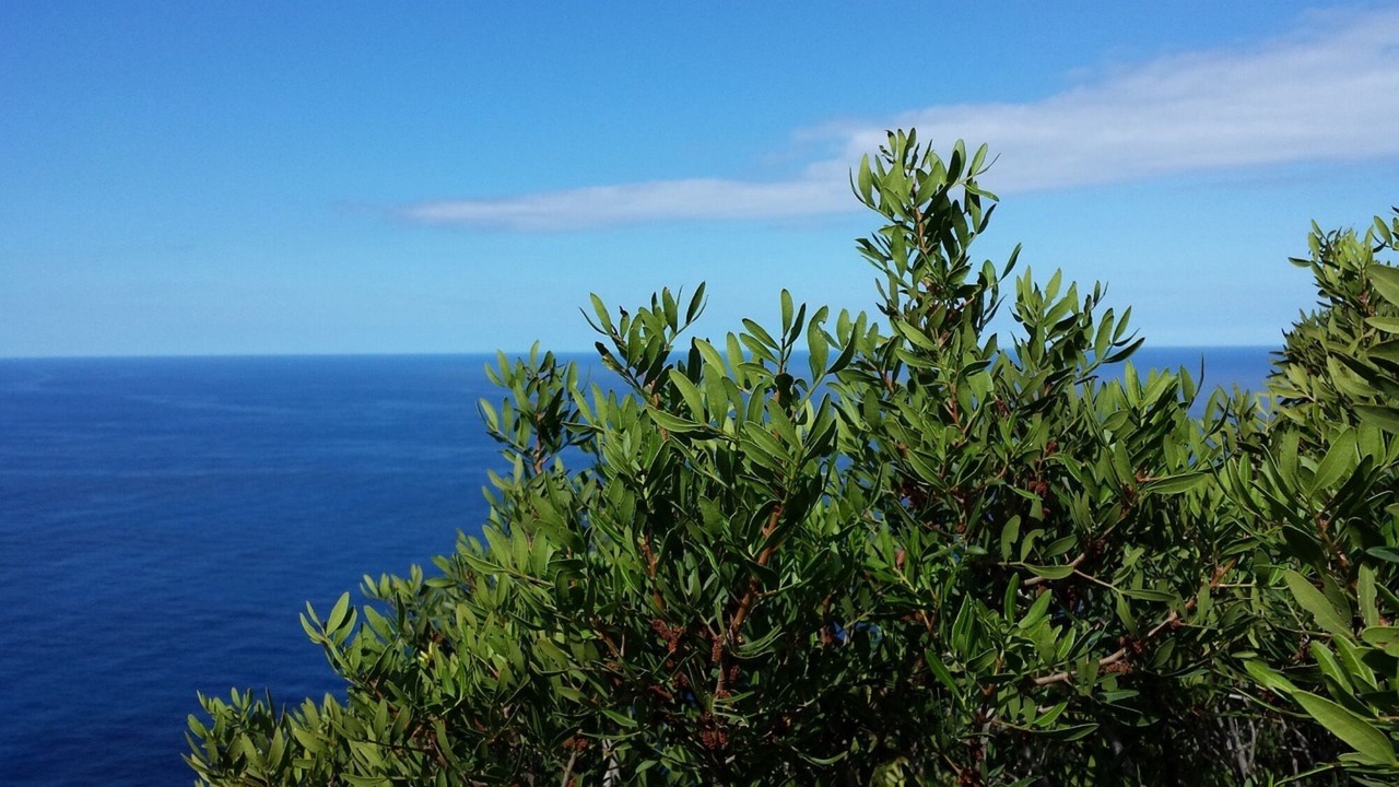 Photo of Others in Alghero