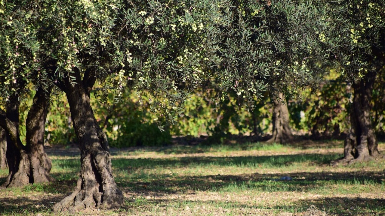 Photo of Outdoor in Alghero