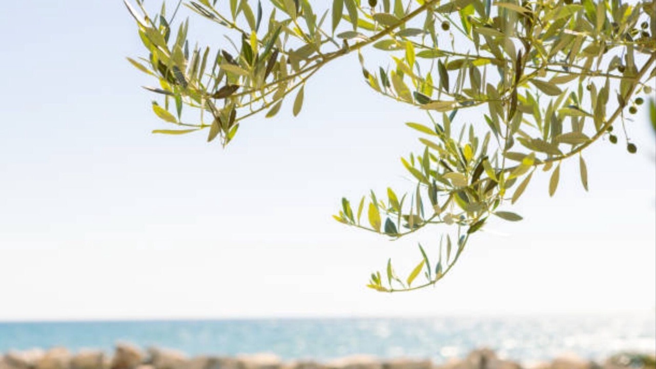 Photo of Others in Alghero