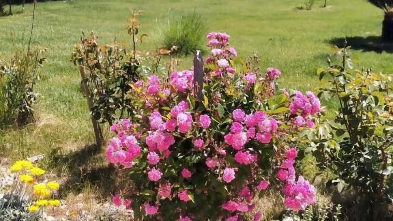 Photo of Outdoor in Olmedo