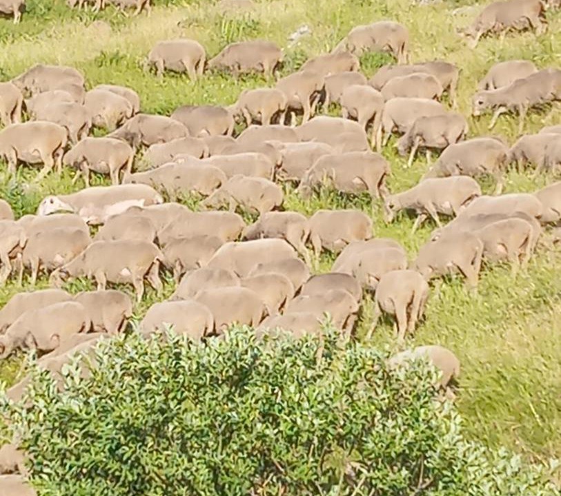 Photo of Others in Campitello Matese