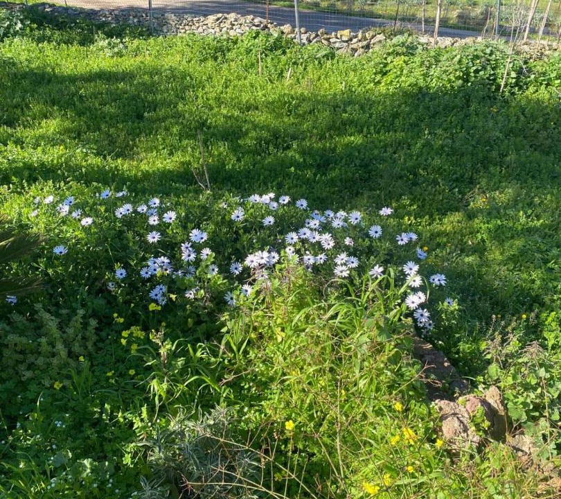Photo of Outdoor in Santa Maria Coghinas