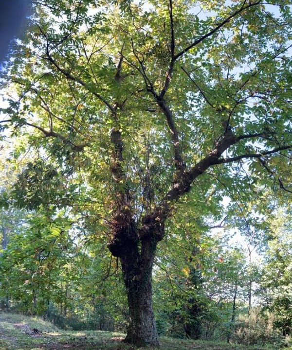 Photo of Others in Sessa Aurunca