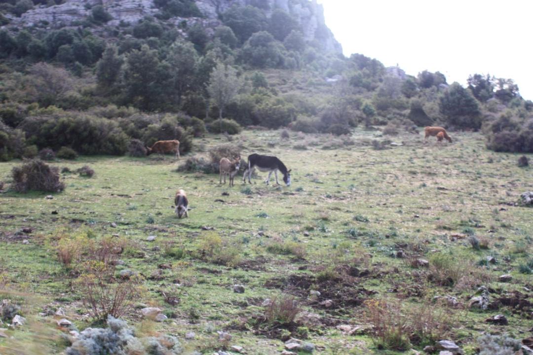 Photo of Others in Orgosolo
