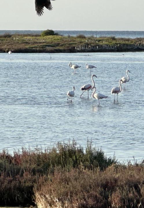 Photo of Others in Terralba