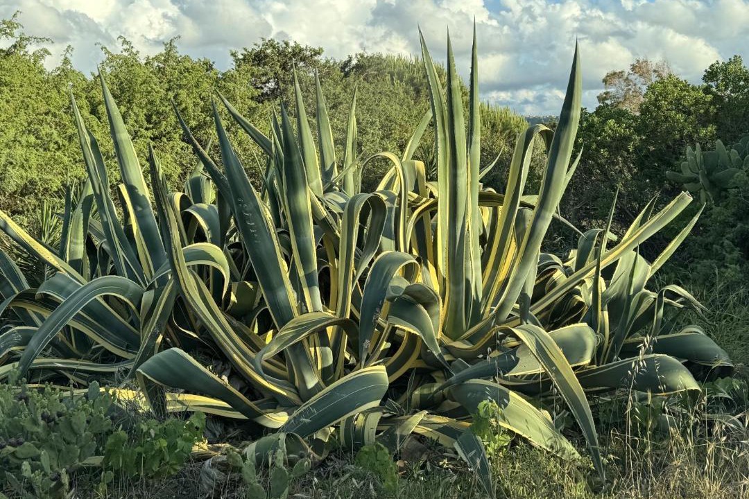 Photo of Others in Eden Beach