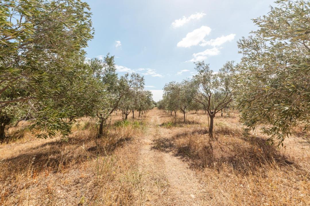 Photo of Others in Olbia