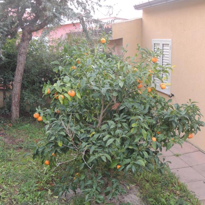 Photo of Others in Paduledda