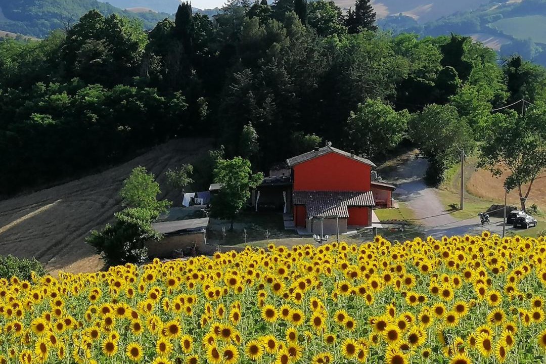 Photo of Others in Urbino