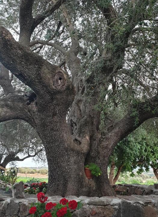 Photo of Others in Dorgali