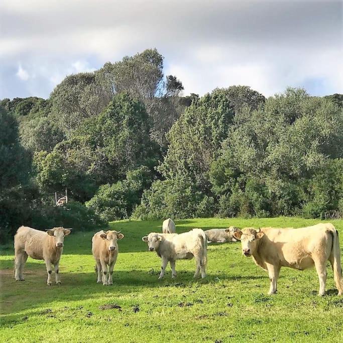 Photo of Others in Santa Teresa di Gallura