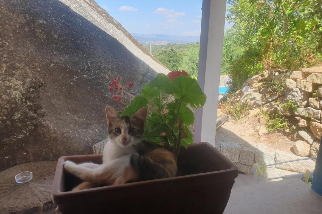 Photo of Others in Dorgali