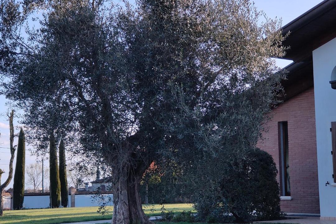 Photo of Others in Rimini