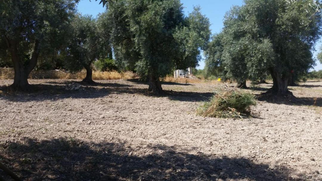 Photo of Others in Sorso