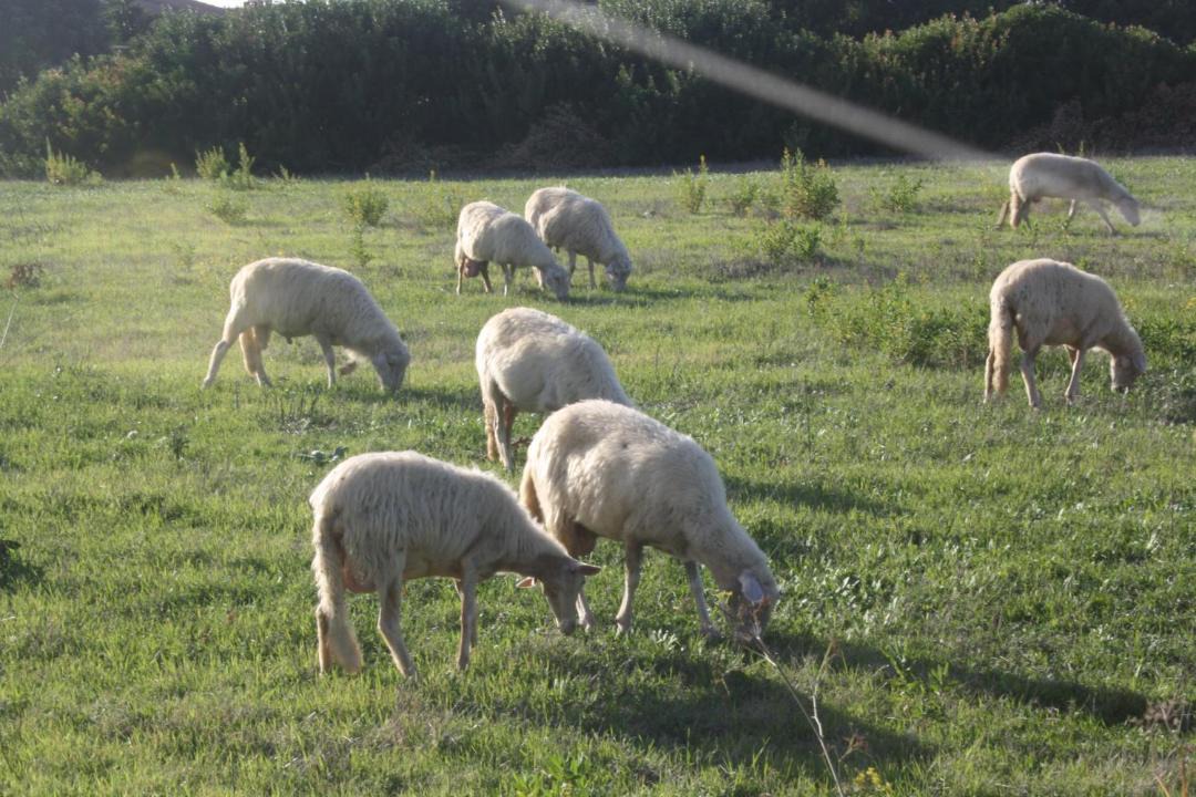 Photo of Others in Funtana Meiga