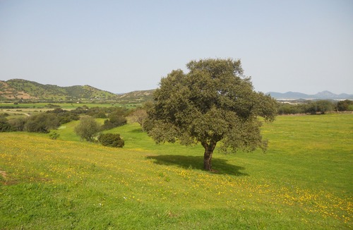Loiri Porto San Paolo Hotel | Borgo di Campagna