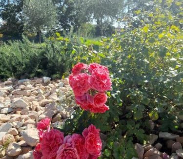 Saltara Villa | Relais Villa Sofia