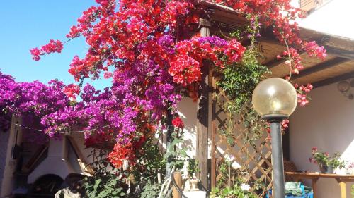 Oristano Historic Centre Bed & Breakfast | Angolo Verde