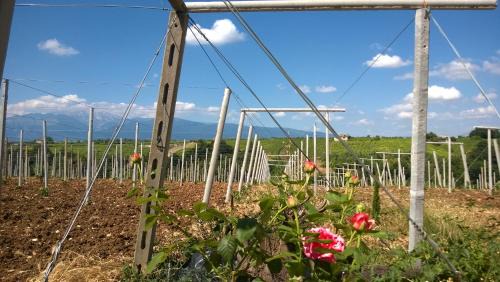 Arielli Bed & Breakfast | Casa Dell'Arciprete B&B
